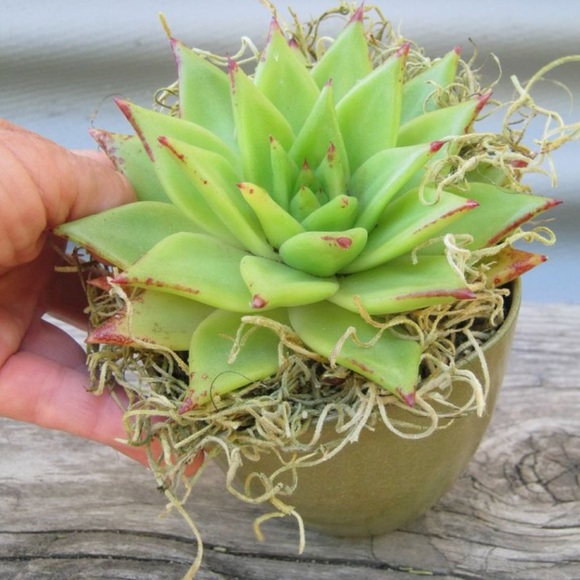 🌍5 lbs. real Air Plants OrganicReal  Live Spanish Moss Extra Long Rare C… - Picture 15 of 17